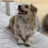 پامر روباهی