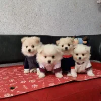 پامرخرسی2ماهه‌وارداتی‌بوفیس‌سایزخیلی‌ریز فقط5/300