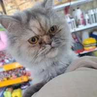 گربه پرشین اسکاتیش