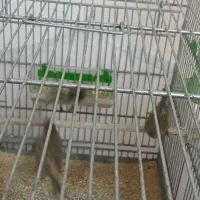 گلبسر نر|پرنده|نسیمشهر, |دیوار