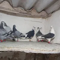 ۲۰ تا کفتر بمب چنارون|پرنده|مشهد, دوست آباد|دیوار