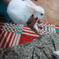 خرگوش لوپ