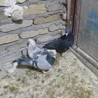 شامی|پرنده|سبزوار, شرق کال شمالی|دیوار