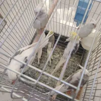 فقط طوطی سانان عروس ملنگو برزیلی کاسکو و...|پرنده|ملارد, |دیوار