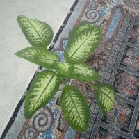 گل دیفن باخیا