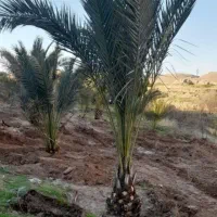 فروش انواع نخل خرما درخت مرکبات|عمده‌فروشی|کاشان, سلطان امیر احمد|دیوار