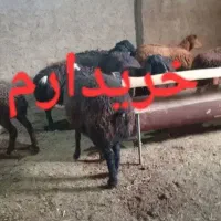 میش و بره چکی