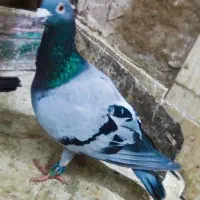 سبز نر دم زرد