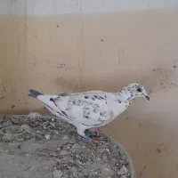 کفتر|پرنده|بم, |دیوار