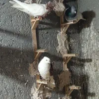 کبوتر|پرنده|مشهد, میان ولایت|دیوار