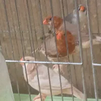 فنچ هاف اورنج واورنج