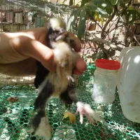 جوجه سلطان 1 ماهه و مرندی 2 ماهه