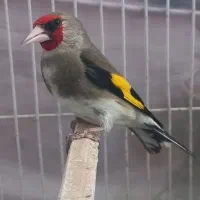 سهره کرمونی نر مست خون