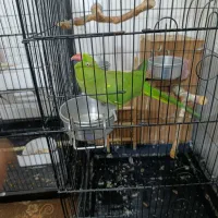 یک جفت طوطی ملنگو|پرنده|علیآباد کتول, |دیوار