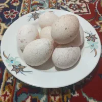 تخم بوقلمون برنزه اصل