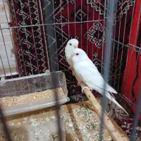 فنچ مولد و مرغ عشق هلندی