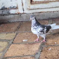 کفتر ماهرو چادری افشون