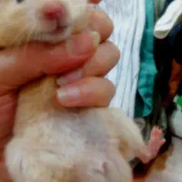 همستر|موش و خرگوش|گرگان, |دیوار