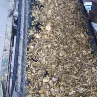 سیلو ذرت علوفه