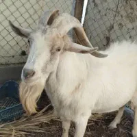 فروش پازن نژاد اصیل سانن