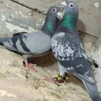 کبوتر سبزومگس