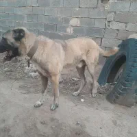 سگ سرابی