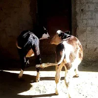 2 گوساله ماده سمینتال