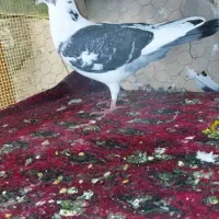 کبوترپلاکی|پرنده|حمیدیا, |دیوار