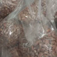 بادوم زمینی اعلا