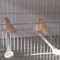 قناری نروماده موزاییکی