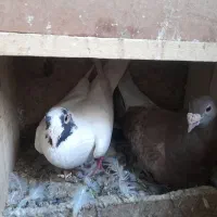 کفتر جفت