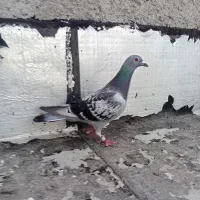 دوبر ماده اهواز