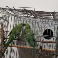 یه جفت طوطی ملنگو مولد موعظه دارم .|پرنده|کرج, کمال‌شهر|دیوار