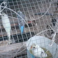 مرغ عشق|پرنده|قشم, |دیوار