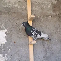 کبوتر کله ای دمسفید|پرنده|شهرضا, |دیوار