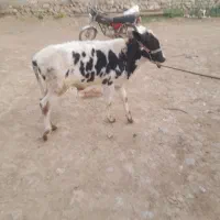 گوساله نر