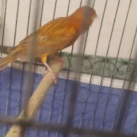 قناری شتری سرخ نر