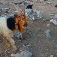 میش بره بیگ دوبر|حیوانات مزرعه|اندیکا, |دیوار