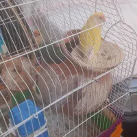 ۲جفت طوطی برزیلی روی تخم و جوجه|پرنده|اندیشه, اندیشه فاز ۱|دیوار