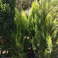 گل و گیاه|گل و گیاه طبیعی|ماهدشت, |دیوار