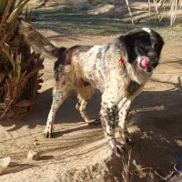 فروش سگ نگهبان