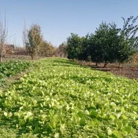 نهال کاهو فرانسوی