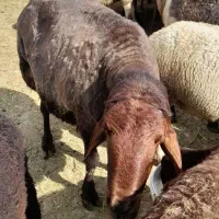 بره چاق ،پلواری