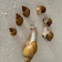 تعداد ۲۰۰عدد