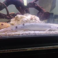 اکواریوم با ماهی|ماهی|شیراز, شاپورجان|دیوار