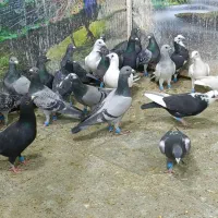 دسته آلمانی ورنگی با فیلم پرش