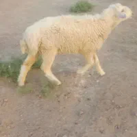 قوچ