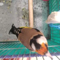 سهره قفسی آنتیک|پرنده|همدان, |دیوار