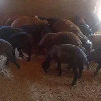 گوسفند بره نر درجه یک