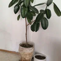 گل برای فروش